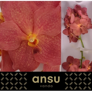 Vanda Salmon X16