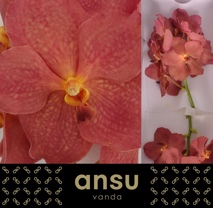 <h4>Vanda Salmon X16</h4>