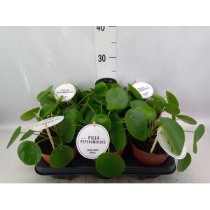 Pilea peperomoides