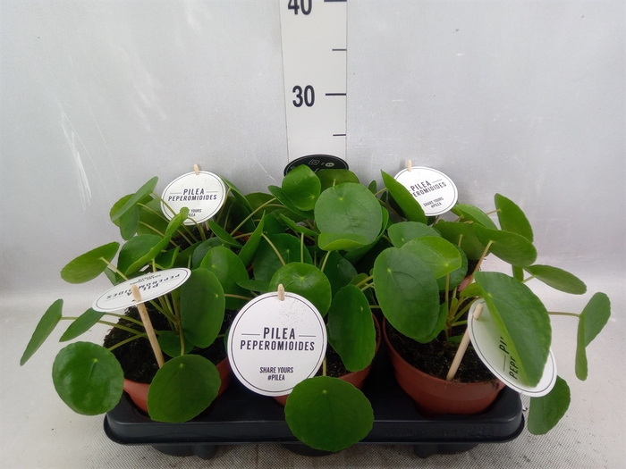 <h4>Pilea peperomoides</h4>