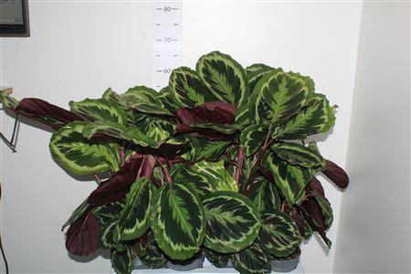 <h4>Calat Medallion</h4>