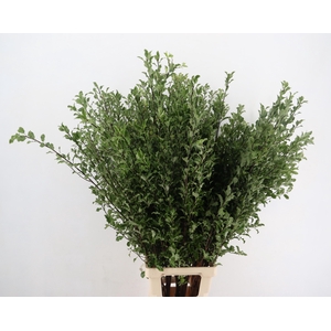 PITTOSPORUM OV
