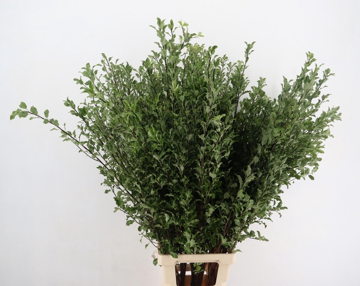 <h4>PITTOSPORUM OV</h4>