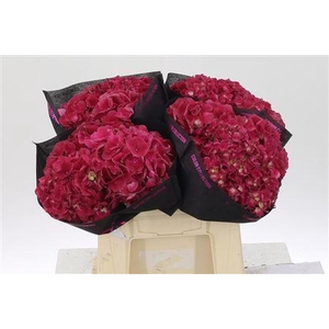 Hydr M Mag Trophy Red