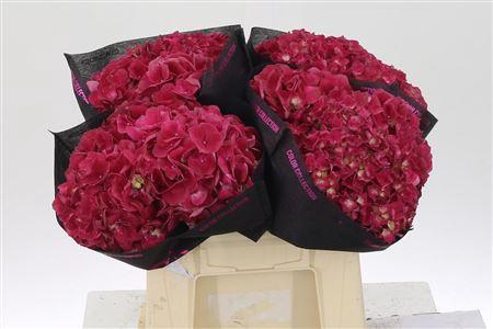 <h4>Hydr M Mag Trophy Red</h4>