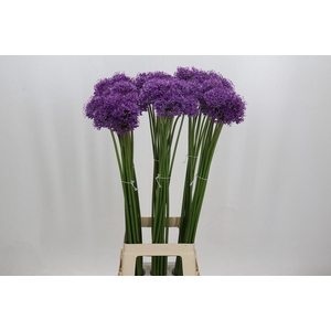 Allium Gladiator