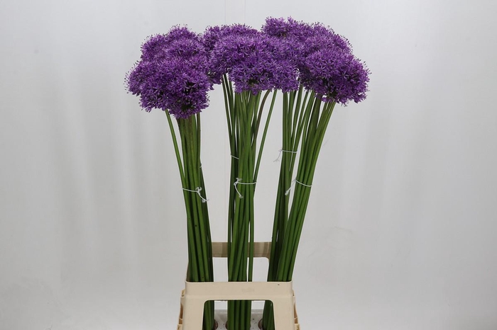<h4>Allium Gladiator</h4>