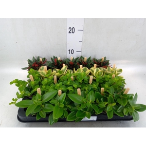 Peperomia   ...mix