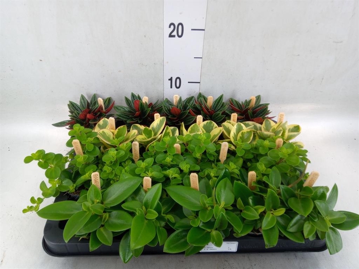 <h4>Peperomia   ...mix</h4>
