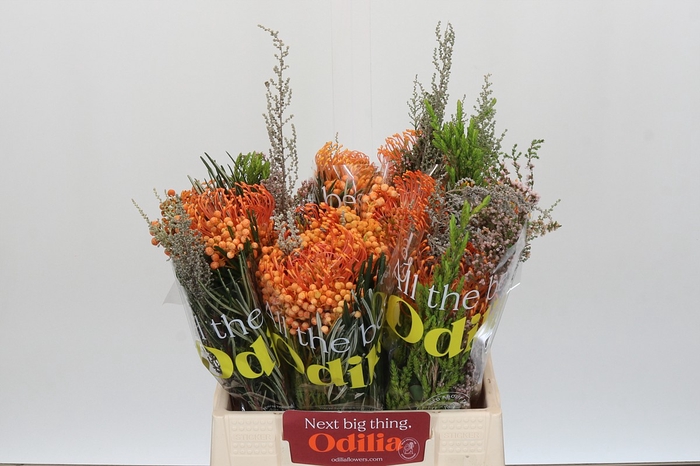 <h4>BQ Nutans Cordifolium SFB</h4>