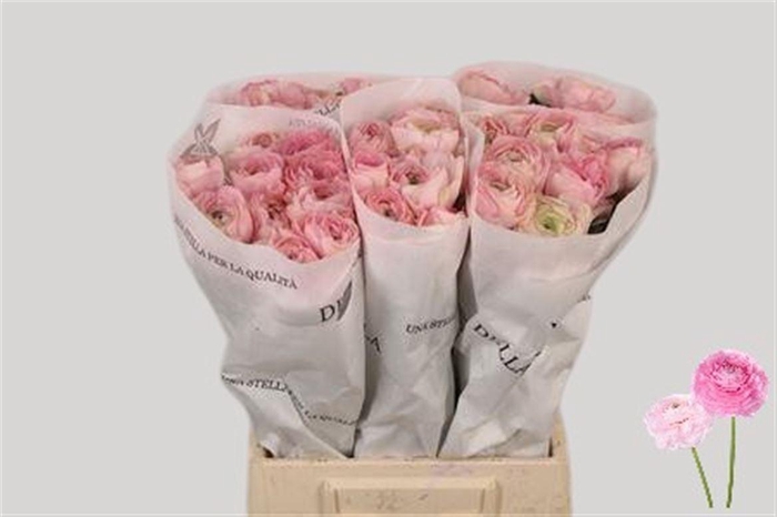 <h4>Ran Su Lady</h4>