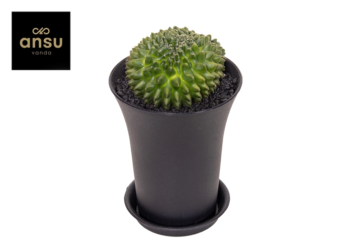 <h4>Gymno Cactus 'Spineless' XXL</h4>