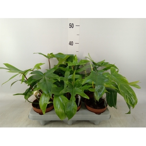 Philodendron   ...
