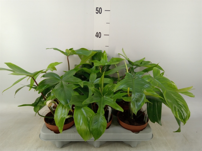 <h4>Philodendron   ...</h4>