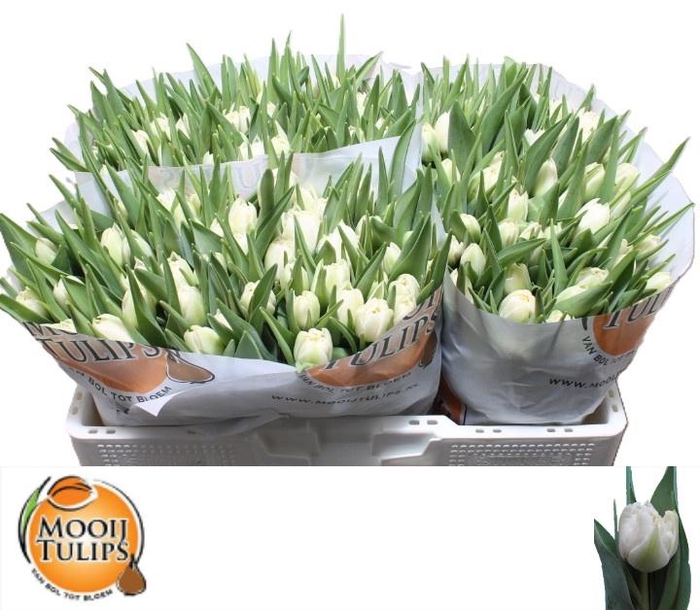 <h4>TU DU NORTHCAP</h4>