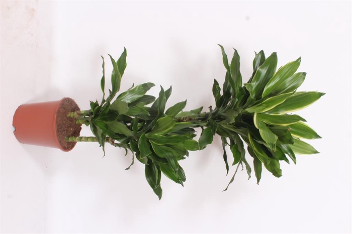 <h4>Dracaena frag. 'Golden Coast'</h4>