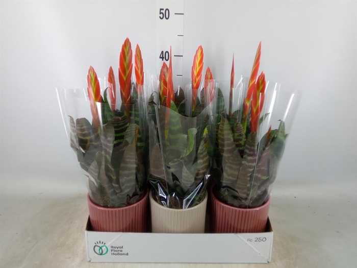 <h4>Vriesea  'Era'</h4>