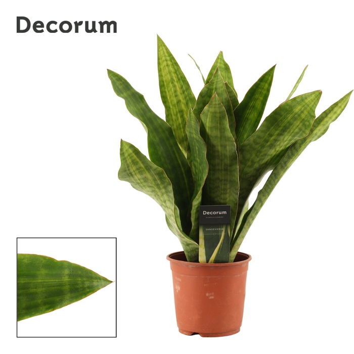 Sansevieria Aubrytiana Nite Lite 14 cm (Decorum)