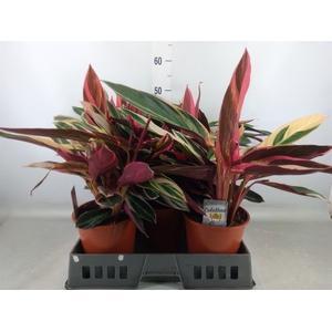 Stromanthe sanguin. 'Triostar'
