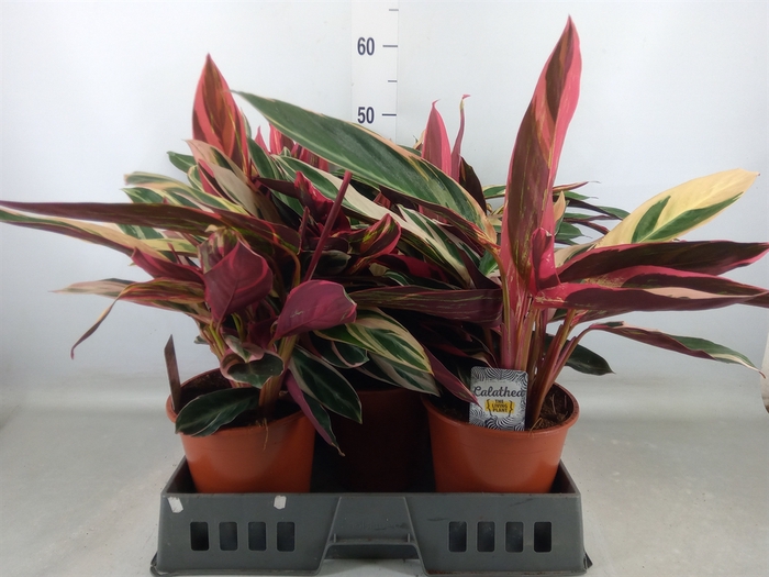 <h4>Stromanthe sanguin. 'Triostar'</h4>
