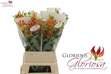 <h4>Gloriosa Exot Orange</h4>