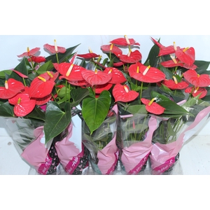 ANTHURIUM ESUDO P12
