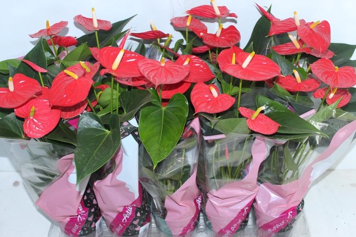 <h4>ANTHURIUM ESUDO P12</h4>
