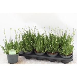 LAVAN AN AROMA WHITE