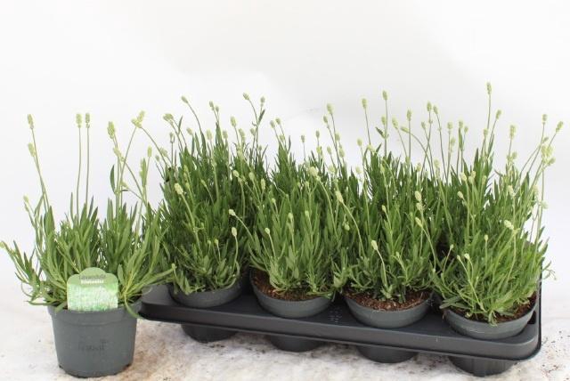 <h4>LAVAN AN AROMA WHITE</h4>