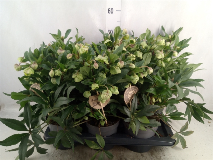 <h4>Helleborus  'Winterbells'</h4>