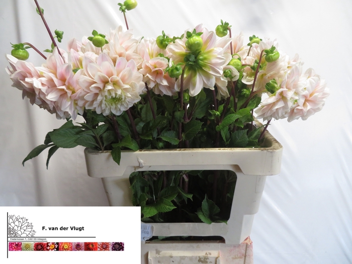 <h4>DAHL SWEET NATHALIE</h4>
