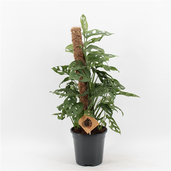 <h4>Monstera Monkey Leaf + mosstok</h4>