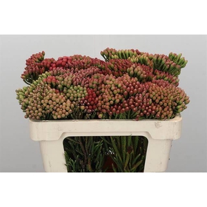 Cape green red strawberry (Brunia)