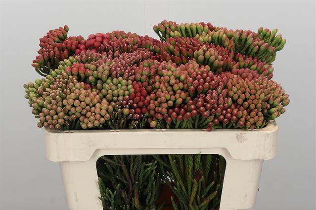 <h4>Cape green red strawberry (Brunia)</h4>