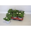 Aardbei / Fragaria 12cm