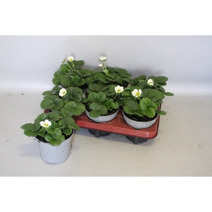 Aardbei / Fragaria 12cm