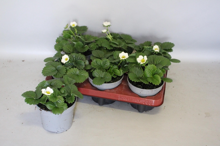 <h4>Aardbei / Fragaria 12cm</h4>