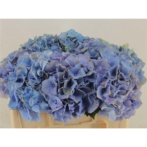 Hydr M Roy Palace PAARS,(NL),(5),15 CM