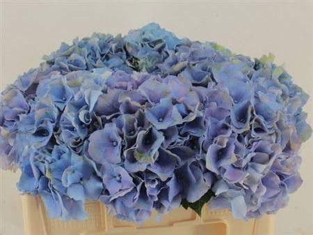 <h4>Hydr M Roy Palace PAARS,(NL),(5),15 CM</h4>