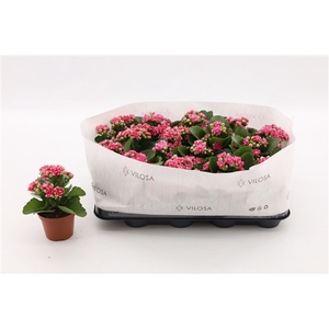 Kalanchoe Double Sylca, in kraag