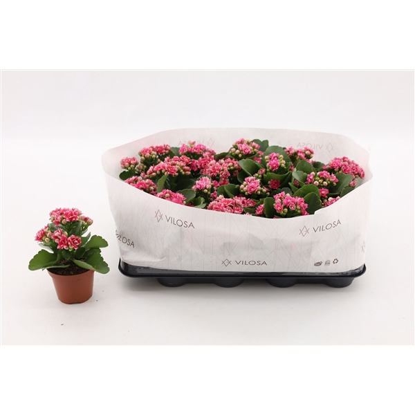 <h4>Kalanchoe Double Sylca, in kraag</h4>