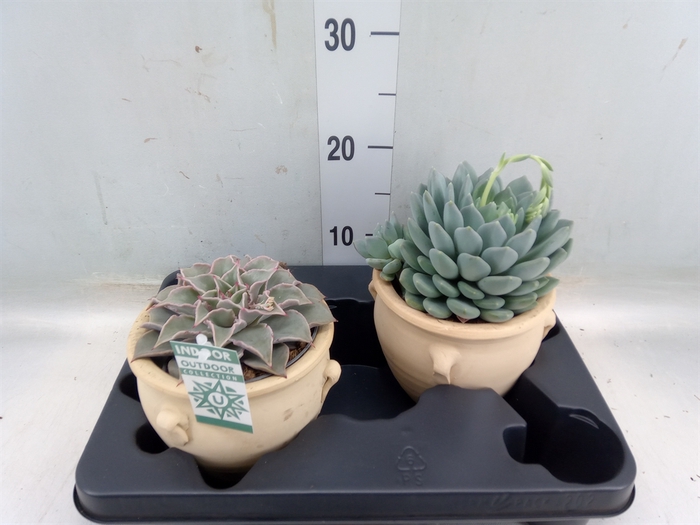 <h4>Echeveria   ...mix</h4>