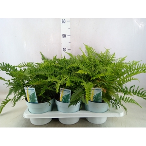 Polypodium vulgare