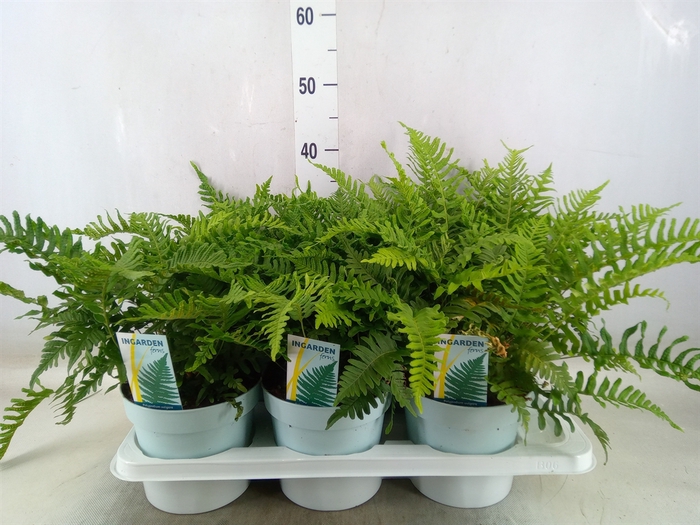 <h4>Polypodium vulgare</h4>