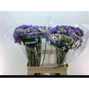 Scabiosa Dark Lavender Scoob Rozelman Ziv