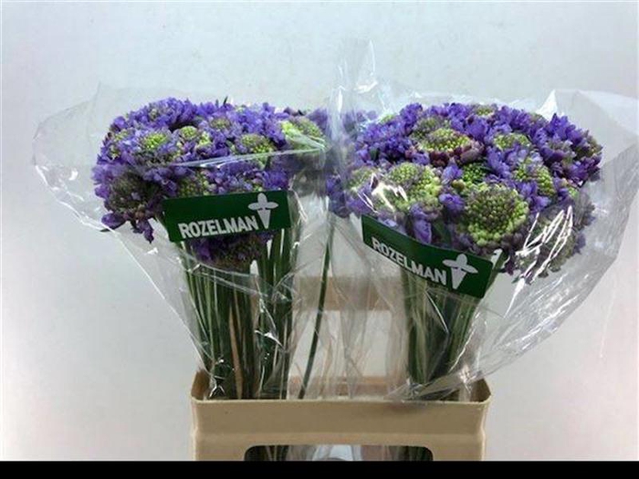 <h4>Scabiosa Dark Lavender Scoob Rozelman Ziv</h4>