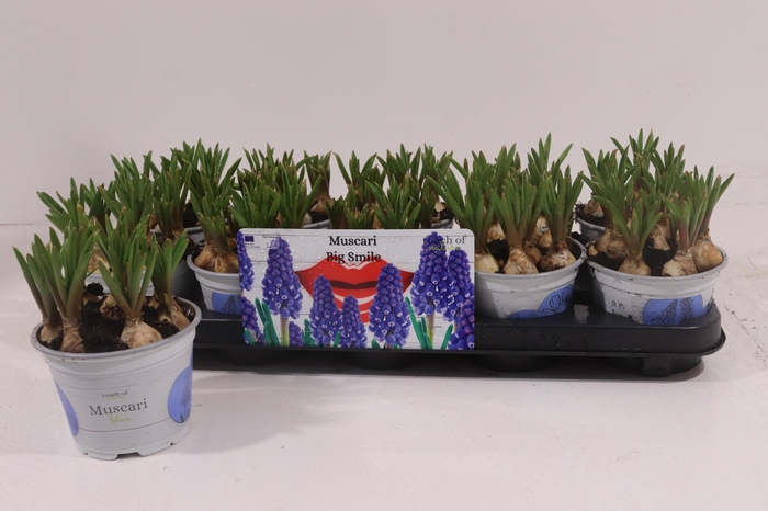 <h4>MUSCAR BIG SMILE</h4>