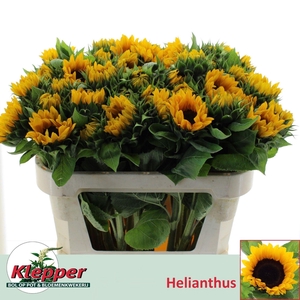 HELIANTHUS SUNRICH ORANGE