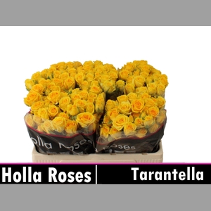 R TR TARANTELLA