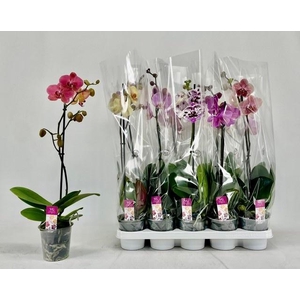 PHAL GEM